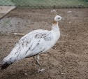 Гостей Сахалинского зоопарка приглашают в гости к курам и павлинам