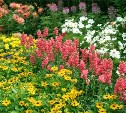 Примерно 24 тысячи цветов высадят в Корсакове