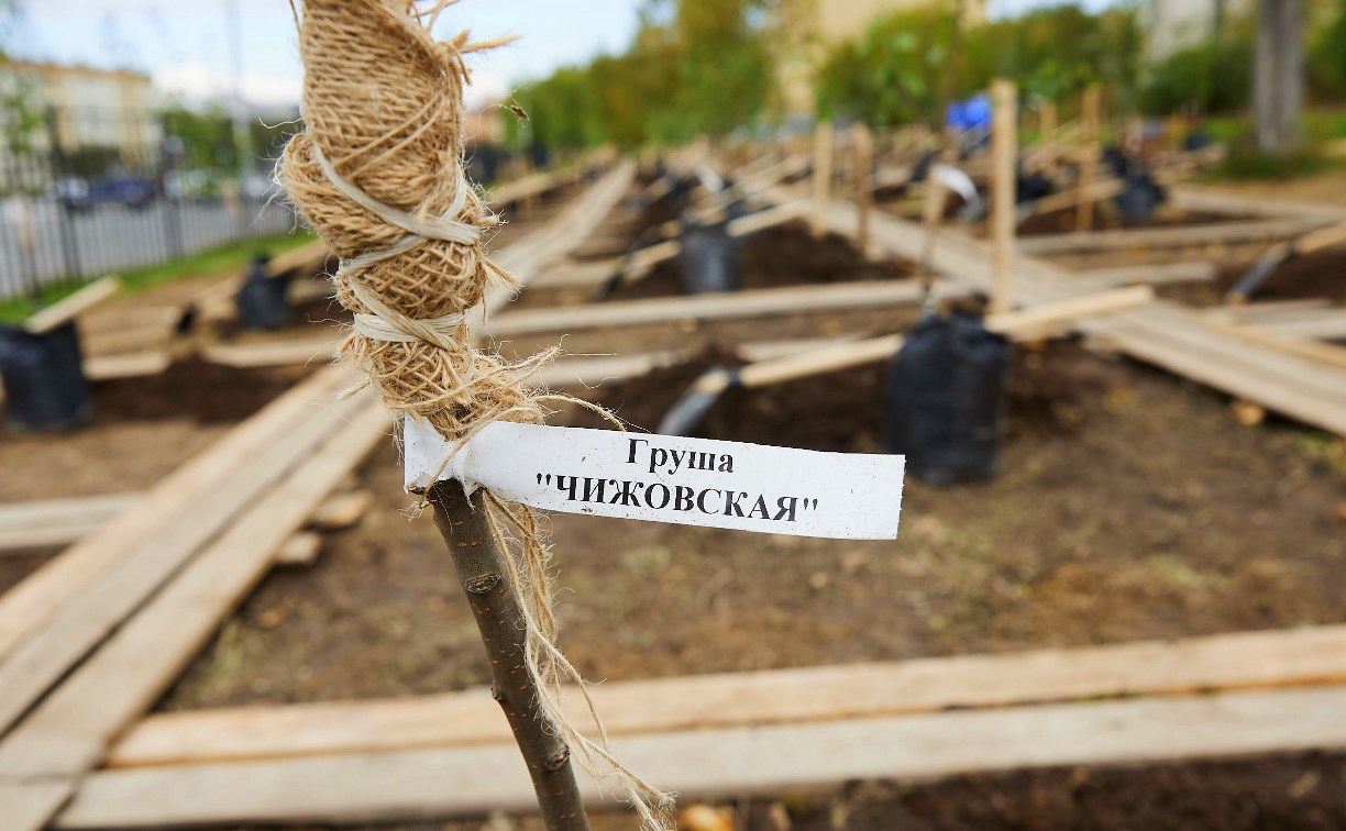 В Южно-Сахалинске заложили фруктовый сад с именными деревьями