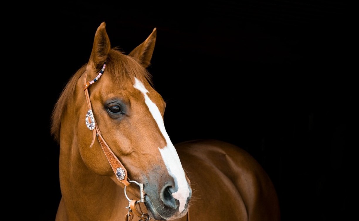 В Госдуме предложили запрет на использование лошадей в городах