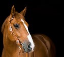 В Госдуме предложили запрет на использование лошадей в городах