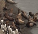Морские котики против кайр: на о.Тюленьем  популяция животных угрожает тысячам птиц