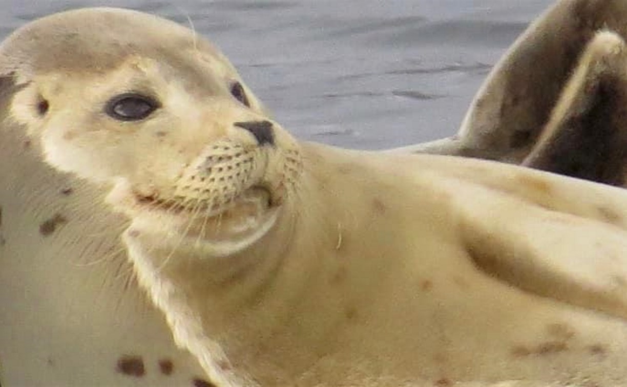 Сахалинцев научат правильно фотографировать морских животных