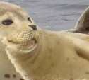 Сахалинцев научат правильно фотографировать морских животных