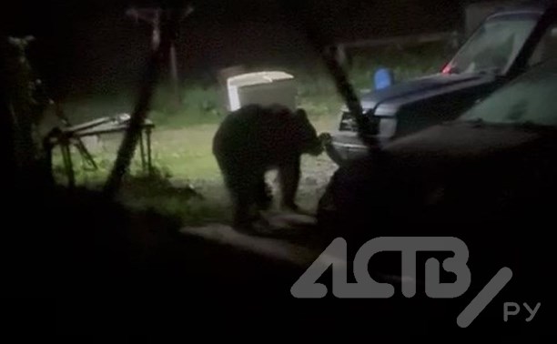 Медвежьи кошмары возле "Трёх оленей" продолжаются: хищник ночью ворвался во двор сахалинцев