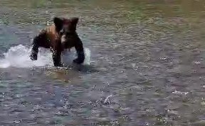 Общество