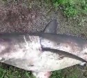 Акулу поймали рыбаки в центральной части Сахалина