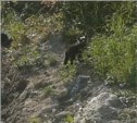 Двух медвежат спасают от гибели на Сахалине (+ дополнение)
