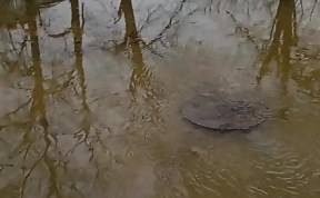 Общество