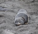 Двух морских котиков освободили от смертельных удавок на острове Тюлений