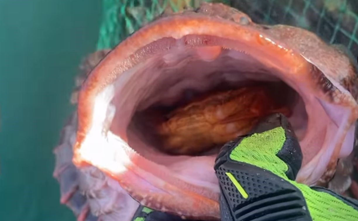 Рыбаки на Сахалине поймали "чудовище морское" с целым крабом в пасти