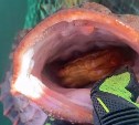 Рыбаки на Сахалине поймали "чудовище морское" с целым крабом в пасти
