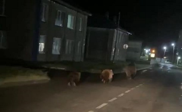 Очевидцы: три медведя пробежались по дорогам Северо-Курильска