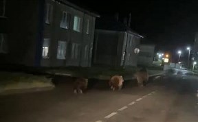 Общество