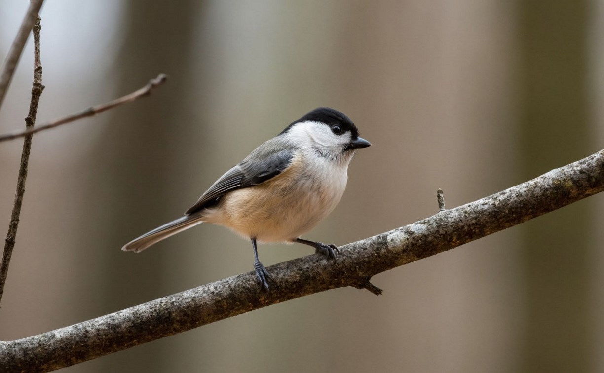 На Сахалине снег, а на Курилах – дождь: прогноз погоды для региона на 13 января
