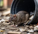 Корсаковцев просят не подкармливать бездомных кошек и собак из-за крыс