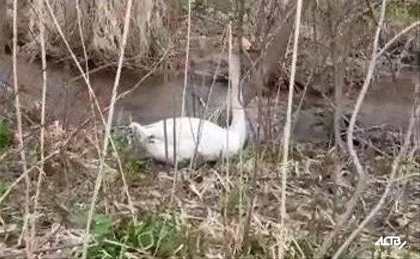 Истощенного лебедя спасли на юге Сахалина