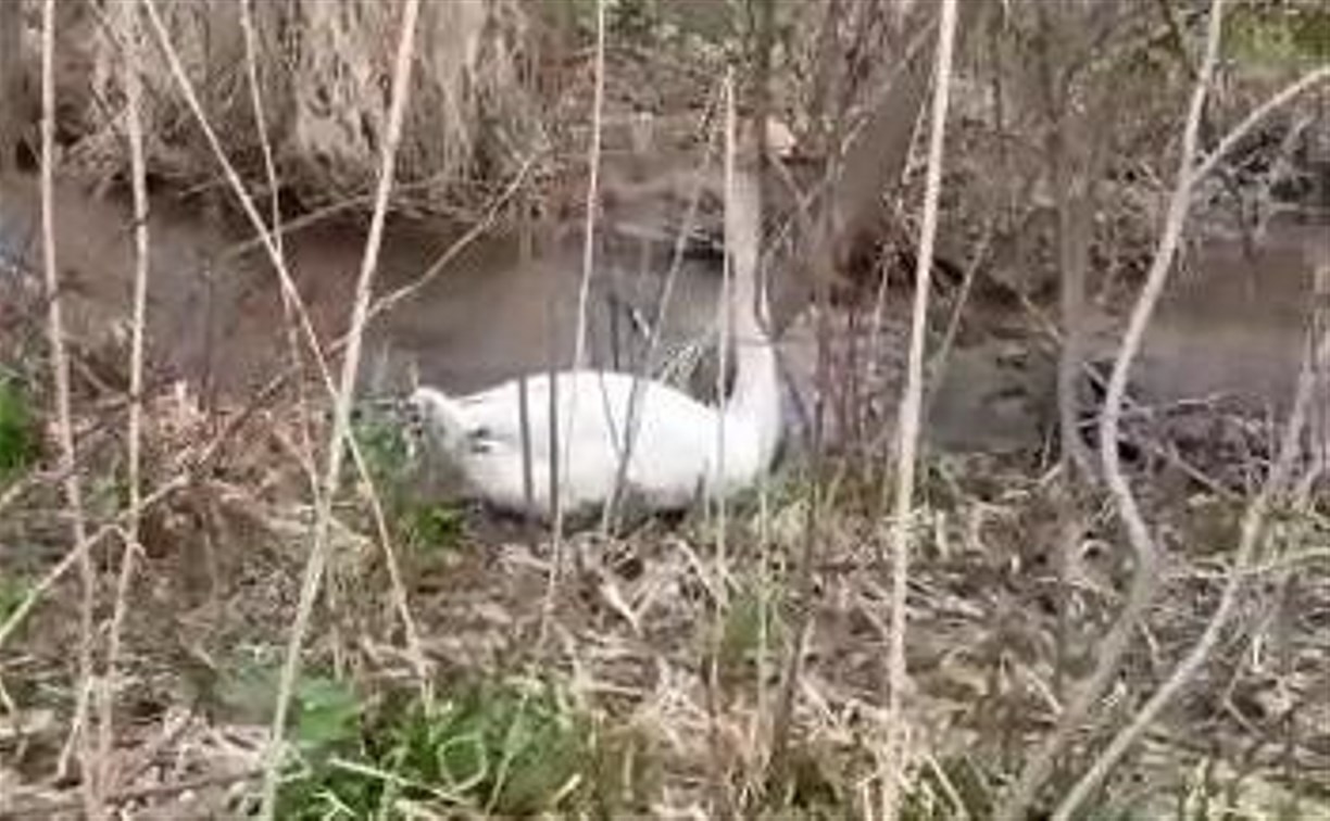 Истощенного лебедя спасли на юге Сахалина