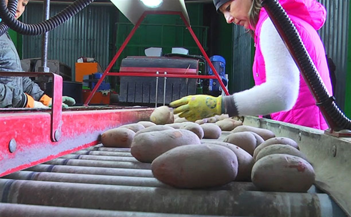Минсельхоз: сахалинской картошки всем хватит до начала следующего сезона