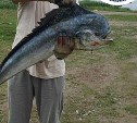 Рыбак на Сахалине поймал редкую вкусную рыбу 
