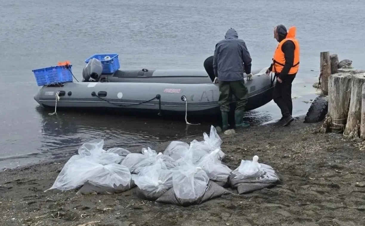 В залив Анива выпустили 400 тысяч мальков трепанга