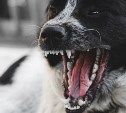 Власти Южно-Курильска заплатят за нападение стаи собак на девятилетнюю девочку