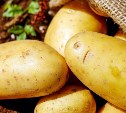 Сажать картофель летом намерены в полтора раза меньше владельцев участков