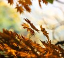 Теплую ночь в Южно-Сахалинске сменит прохладный день: о погоде на юге 25 октября