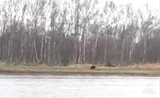 Первого в 2018 году медведя отстрелили на Сахалине