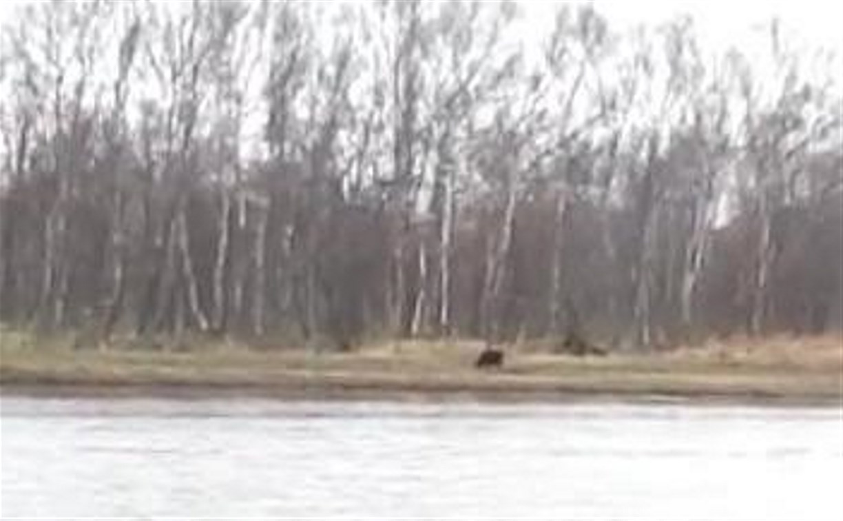 Первого в 2018 году медведя отстрелили на Сахалине