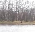 Первого в 2018 году медведя отстрелили на Сахалине