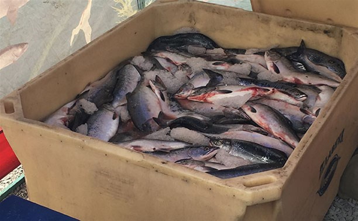 Власти Тымовского района слукавили губернатору насчёт доступной рыбы