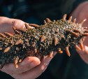 У сахалинца отобрали водолазное снаряжение и оштрафовали на полмиллиона за вылов трепанга на Буссе 