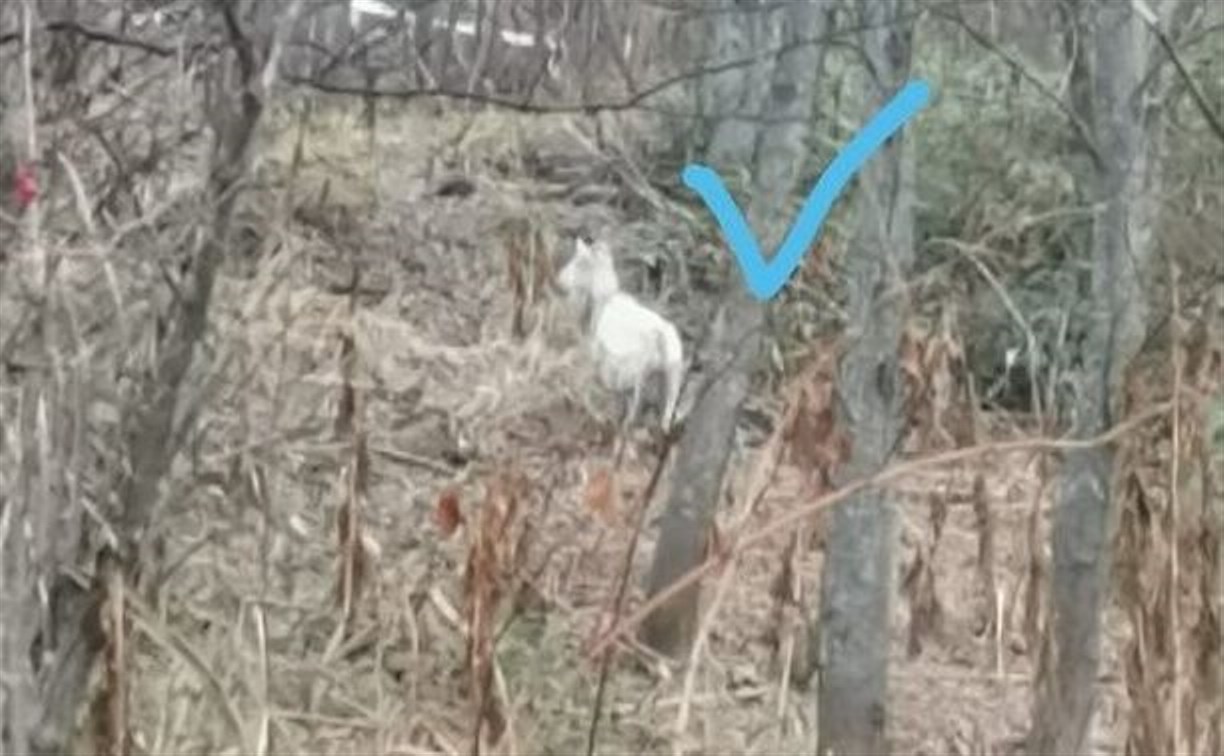 Сахалинцы ищут добровольцев для поиска потерявшейся слепой козы