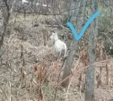 Сахалинцы ищут добровольцев для поиска потерявшейся слепой козы