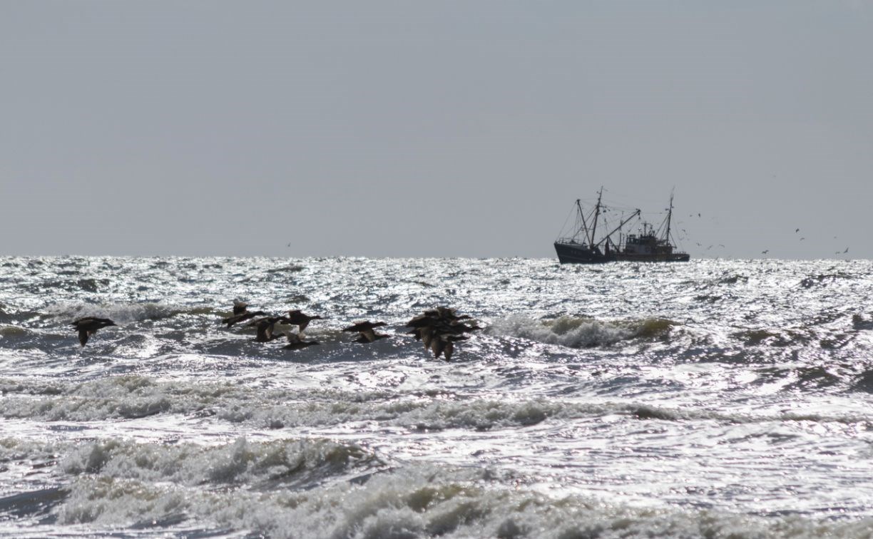 Почти 740 тысяч тонн рыбы добыли сахалинские рыбаки