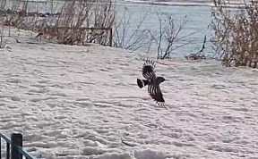 Общество