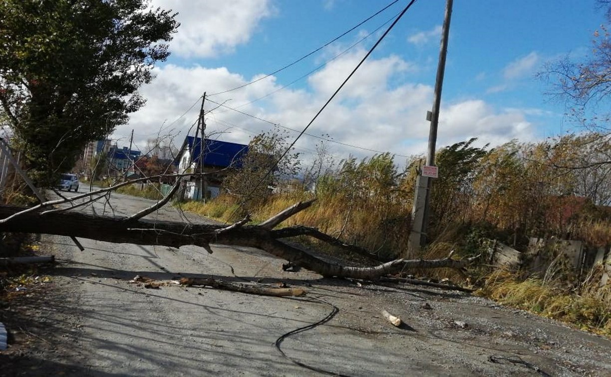 В Южно-Сахалинске поваленное дерево перегородило улицу Горную