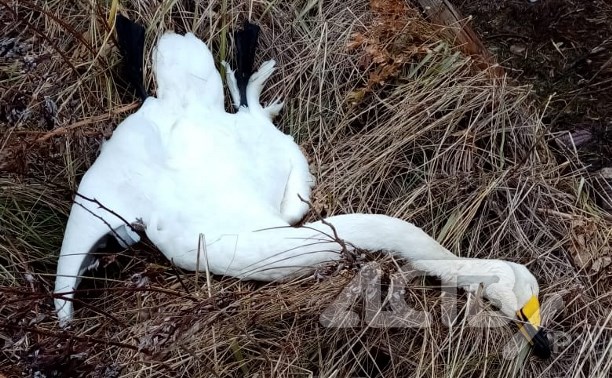 Краснокнижный лебедь погиб в Александровске-Сахалинском 
