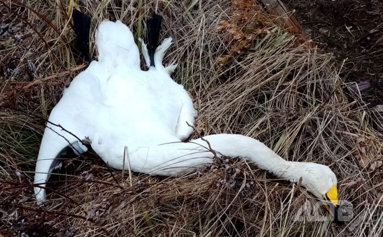 Краснокнижный лебедь погиб в Александровске-Сахалинском  Краснокнижный лебедь погиб в Александровске-Сахалинском