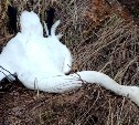 Краснокнижный лебедь погиб в Александровске-Сахалинском