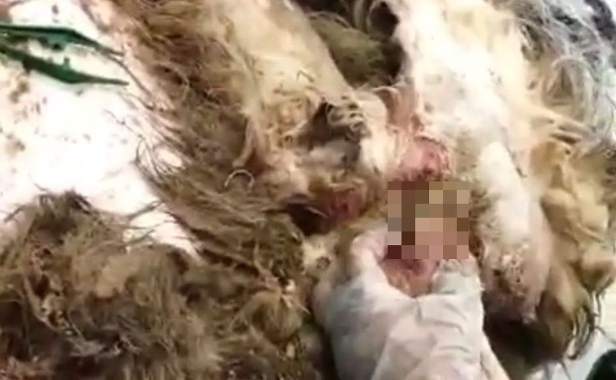 Сахалинцы нашли на улице собаку, которую заживо поедали черви