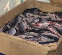 Из Сахалинской области и Приморья экспортируют больше 70 тысяч тонн лосося