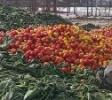Сахалинцев возмутила гора помидоров на земле в районе "Тепличного"