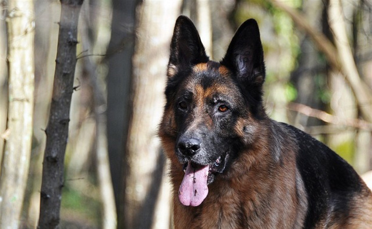 Служебная собака помогла найти в лесу на Сахалине краденые инструменты