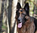 Служебная собака помогла найти в лесу на Сахалине краденые инструменты
