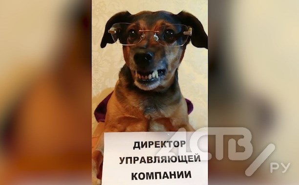 После снегопада на Сахалине "директором управляющей компании" сделали собаку