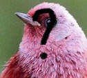 Розовую птицу разглядели на деревьях в центре Южно-Сахалинска