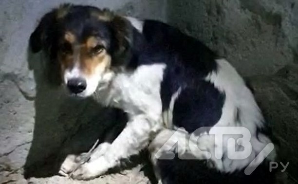 "Бедный Бим": На Сахалине после ДТП у портовой собачки оторвало хвост, на операцию нужно 65 тысяч рублей