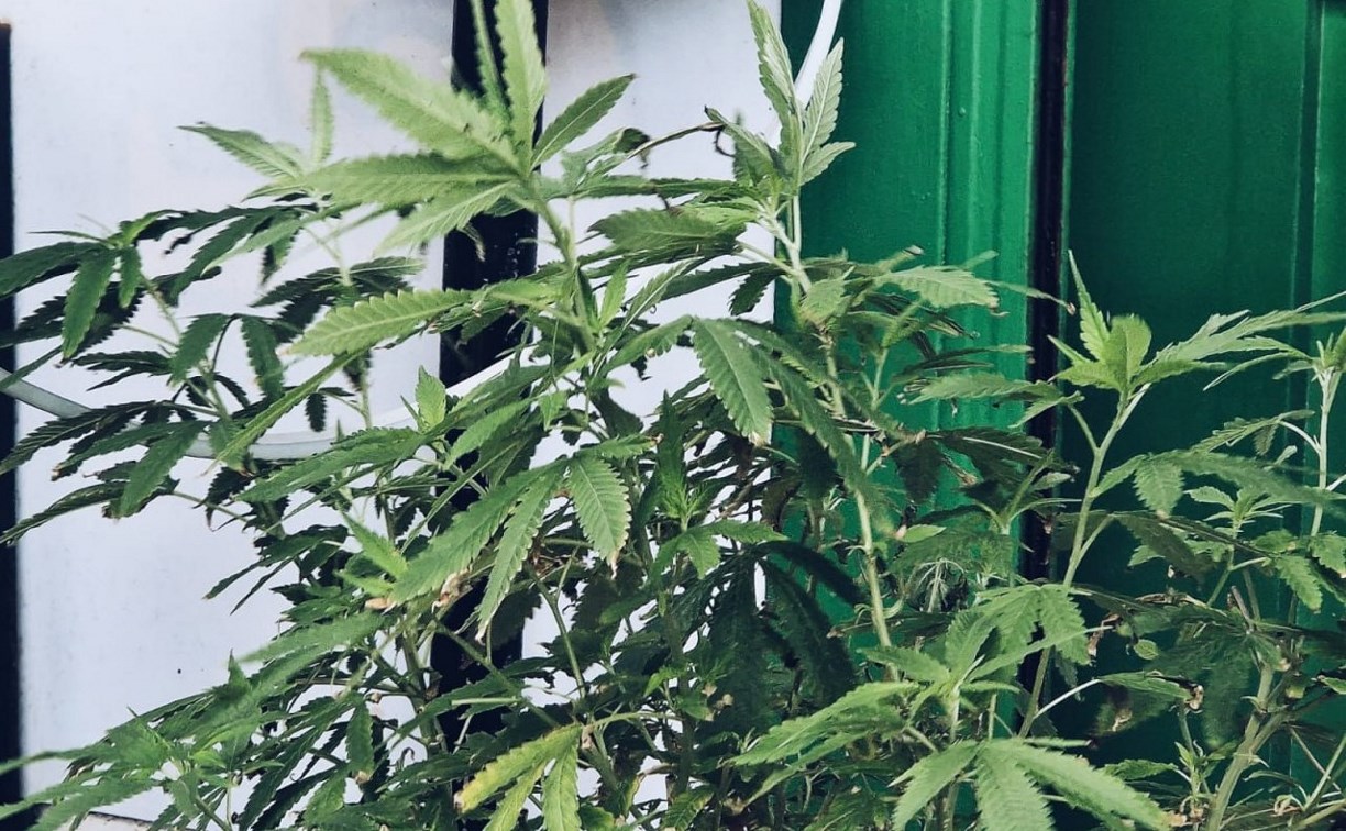  В полицию сообщили, что у южносахалинца дома есть наркотики, и были правы 